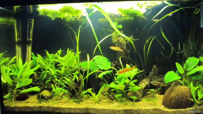 Aquarium Becken 18053 von gabbel (2)