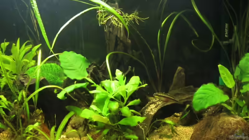 Aquarium Becken 18053 von gabbel (3)