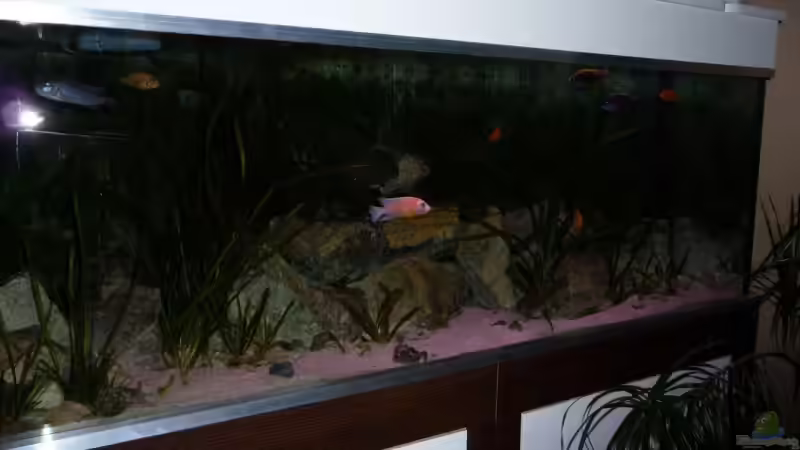 Aquarium Becken 1806 von Andreas Sperk (2)