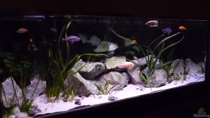 Aquarium Becken 1806 von Andreas Sperk (4)