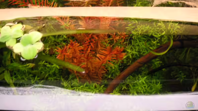 Aquarium Becken 1807 von Jasmin Lütticke (3)