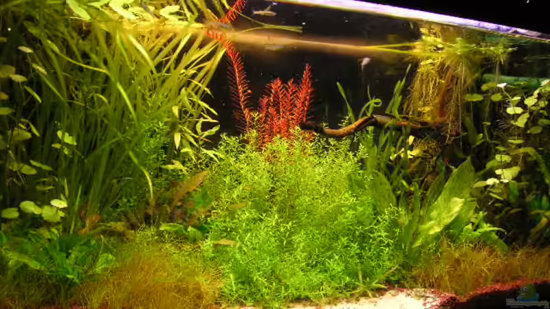 Aquarium Becken 1807 von Jasmin Lütticke (4)