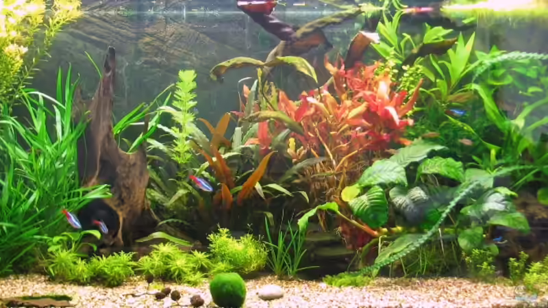 Aquarium Becken 18083 von Oktopus (10)