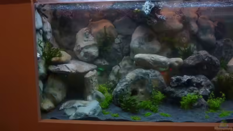 Aquarium Becken 18085 von Lommy (10)