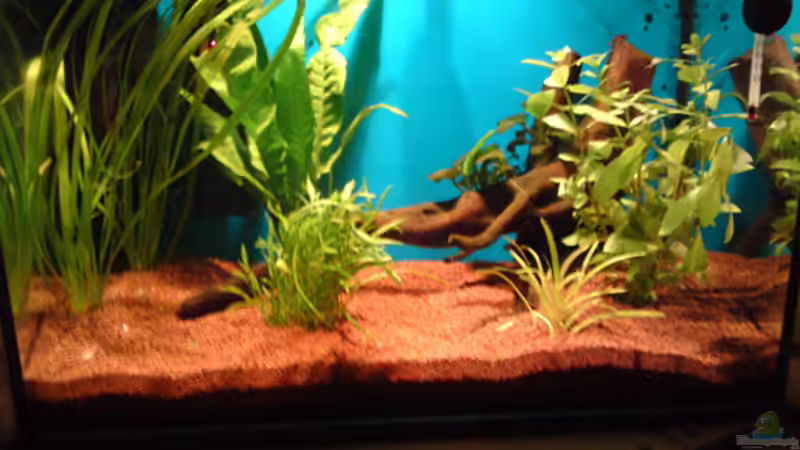 Aquarium Becken 18088 von Tobias Weber (2)