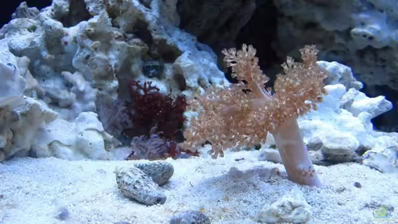 Aquarium Becken 18107 von All in one (3)