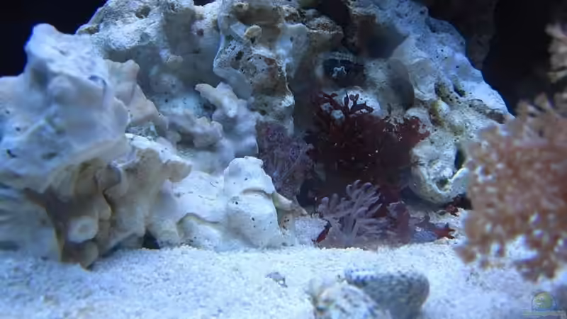 Aquarium Becken 18107 von All in one (4)