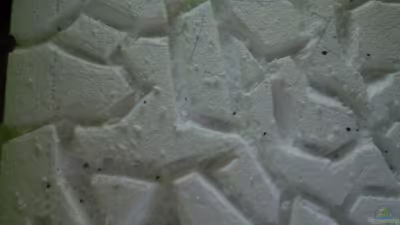 Aquarium Becken 18113 von Pasch (4)