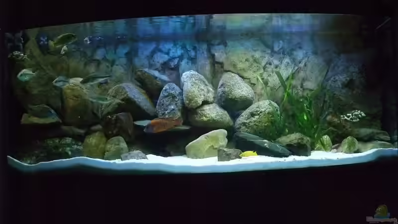 Aquarium Becken 18174 von Danny Mätzke (5)