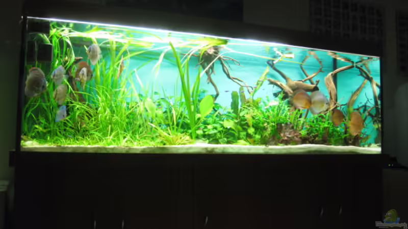 Aquarium Becken 18216 von Korbi (6)