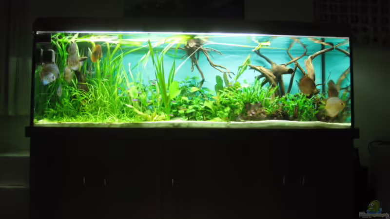 Aquarium Becken 18216 von Korbi (7)