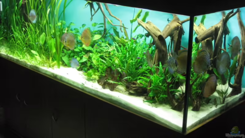 Aquarium Becken 18216 von Korbi (8)