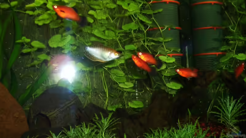 Aquarium Becken 18228 von Danny Freyer (3)