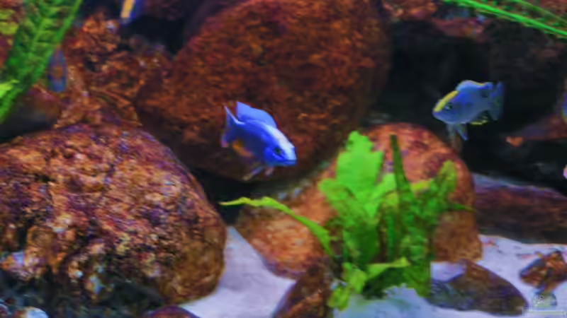 Aquarium Becken 18276 von Vito (2)