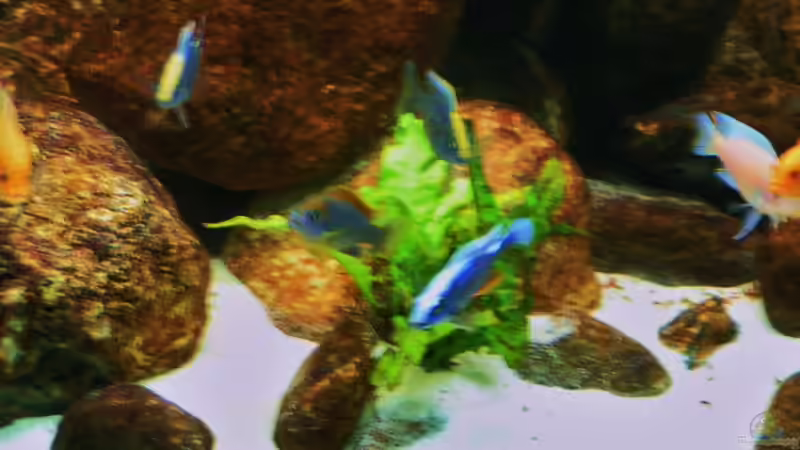 Aquarium Becken 18276 von Vito (3)