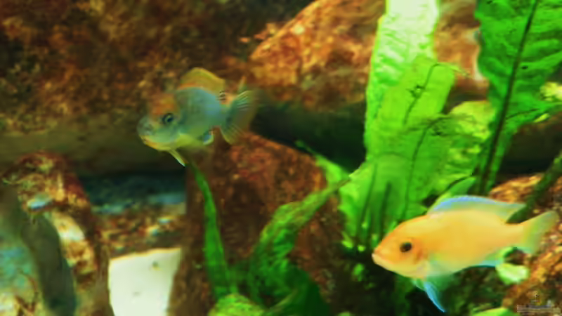 Aquarium Becken 18276 von Vito (4)