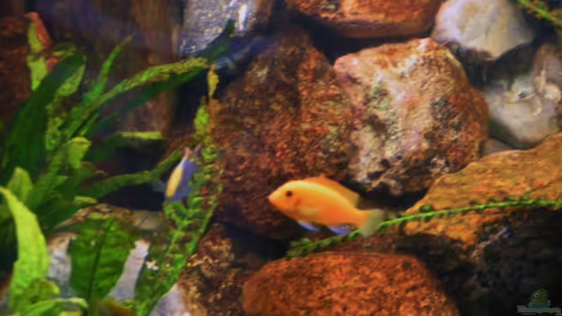 Aquarium Becken 18276 von Vito (5)