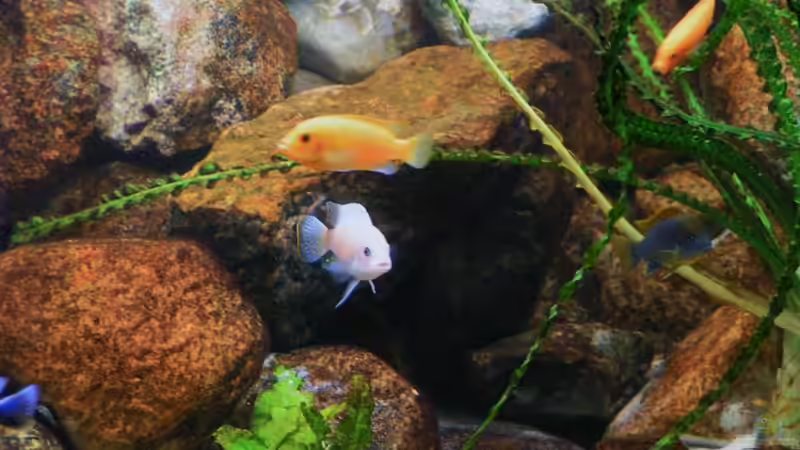 Aquarium Becken 18276 von Vito (6)