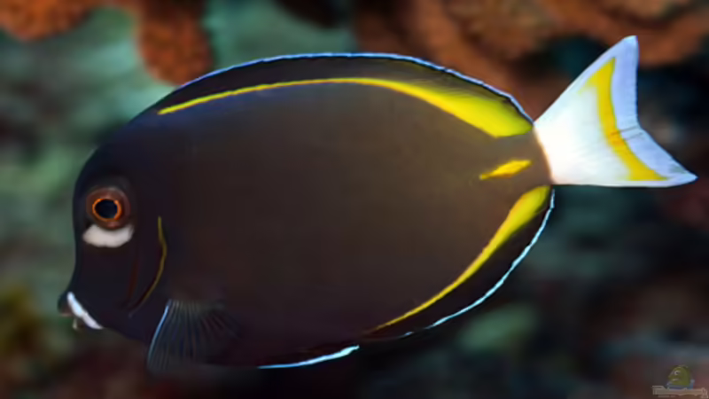 Aquarium Becken 1830 von becki2 (8)