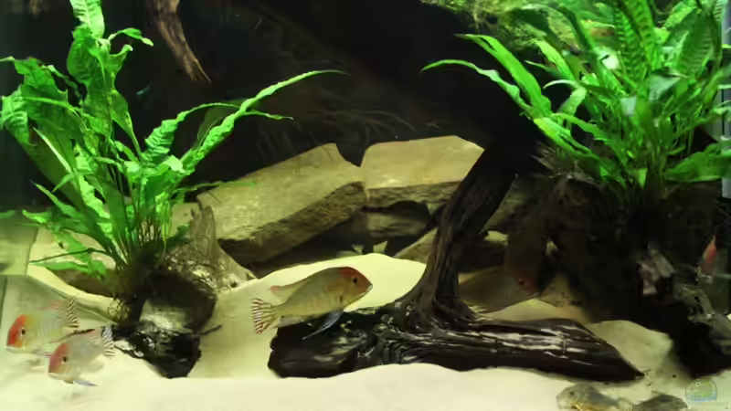 Aquarium Becken 18309 von JoSchi (2)