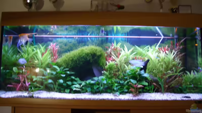 Aquarium Becken 18323 von Dominic Regett (3)