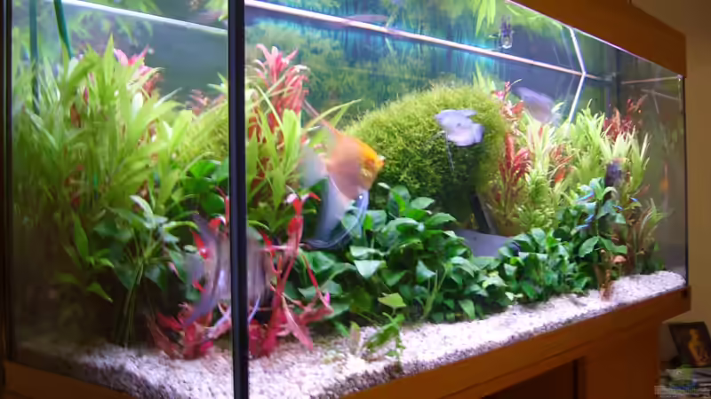 Aquarium Becken 18323 von Dominic Regett (4)