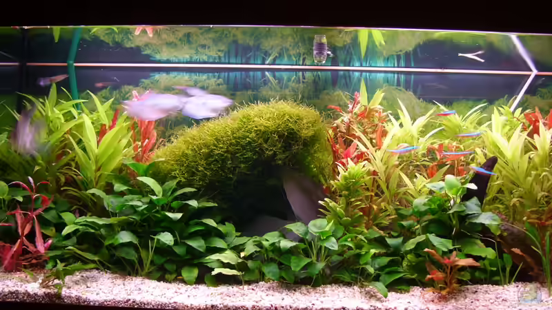 Aquarium Becken 18323 von Dominic Regett (6)