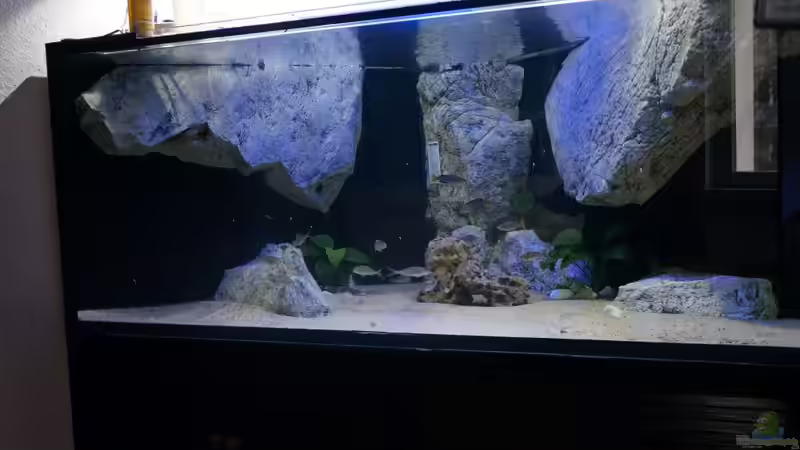 Aquarium Becken 18329 von tattooindi (3)