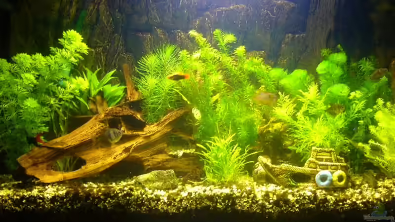 Aquarium Becken 1833 von Matthias Drong (2)