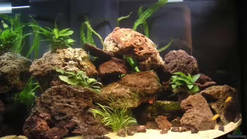 Aquarium Becken 1837 von Sebastian Zunhammer (2)