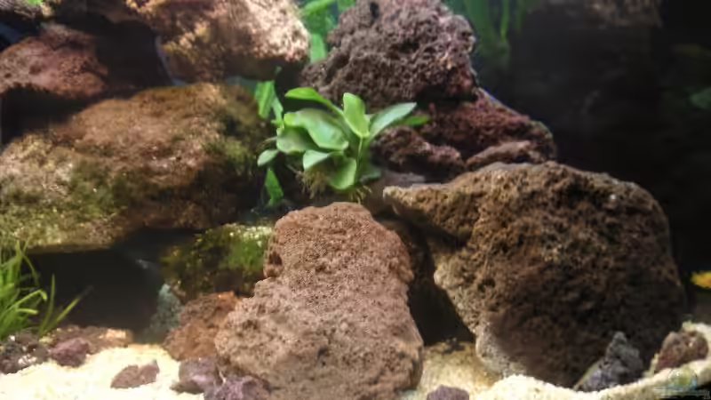 Aquarium Becken 1837 von Sebastian Zunhammer (4)