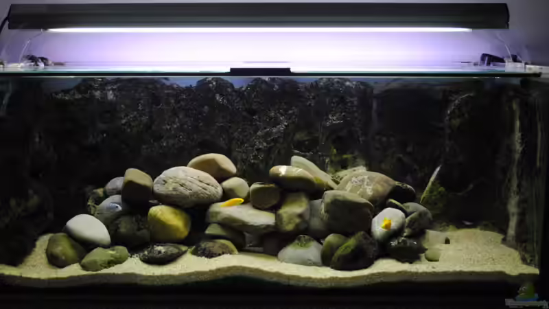 Aquarium Becken 18370 von Robert Hornung (2)