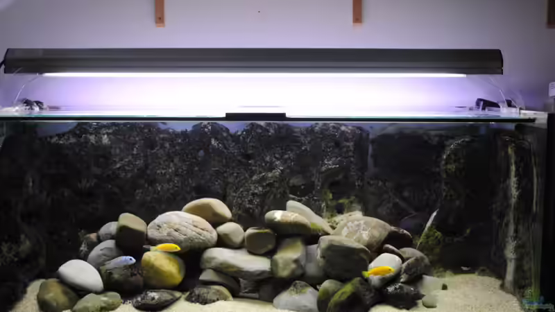 Aquarium Becken 18370 von Robert Hornung (3)