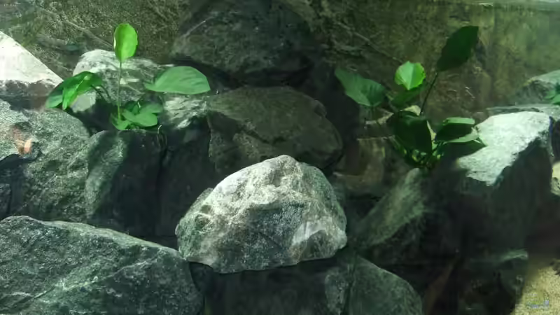 Aquarium Becken 18425 von Crenii (5)