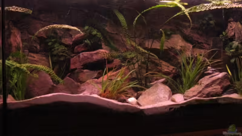 Aquarium Becken 18575 von Stefan Heisterkamp (2)