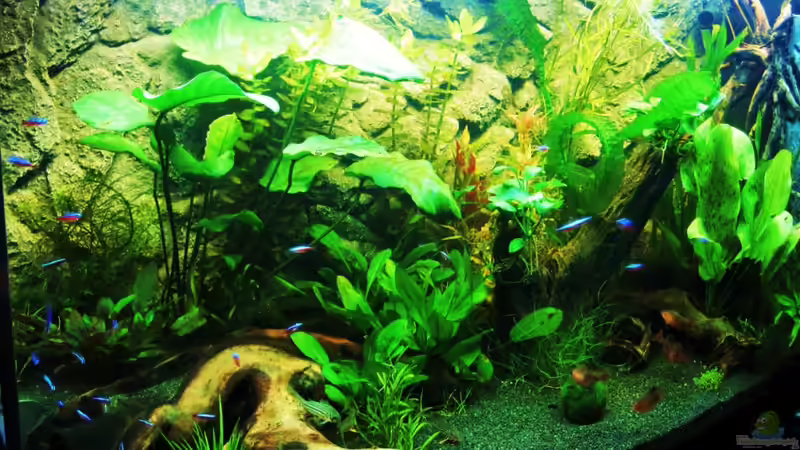 Aquarium Becken 18610 von Itsokay Matthäus (3)