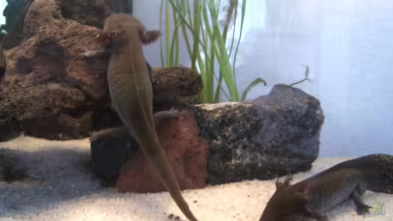 Aquarium Becken 18644 von Ronald Boshold (2)