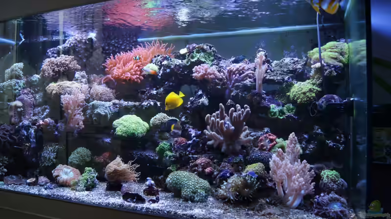 Aquarium Becken 18696 von Nino Rippert (2)