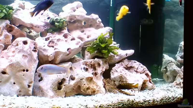 Aquarium Becken 187 von Sandro Gäbler (3)