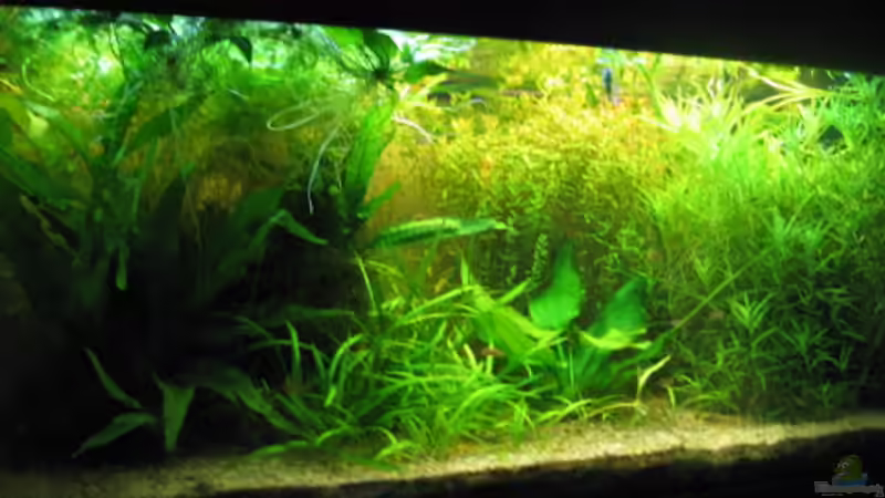 Aquarium Becken 1870 von Sven Kliche (3)