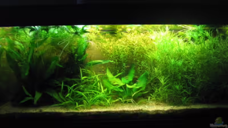 Aquarium Becken 1870 von Sven Kliche (4)