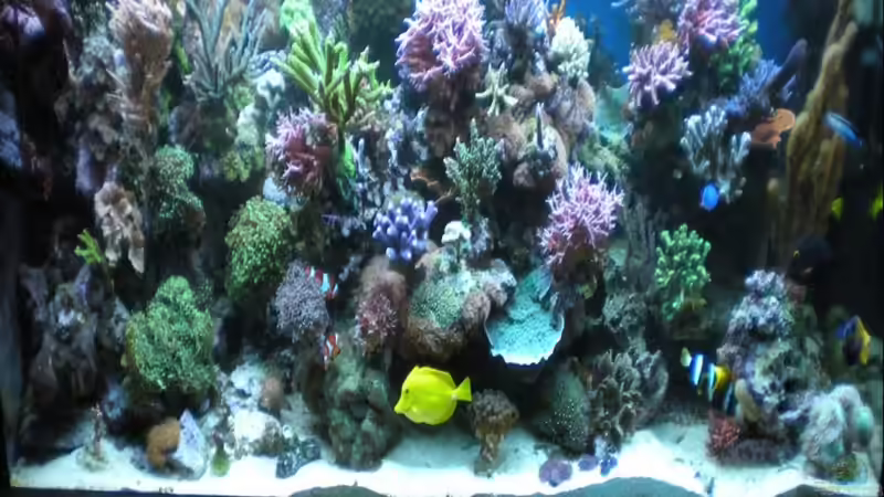 Aquarium Becken 18763 von Frank Haipeter (2)