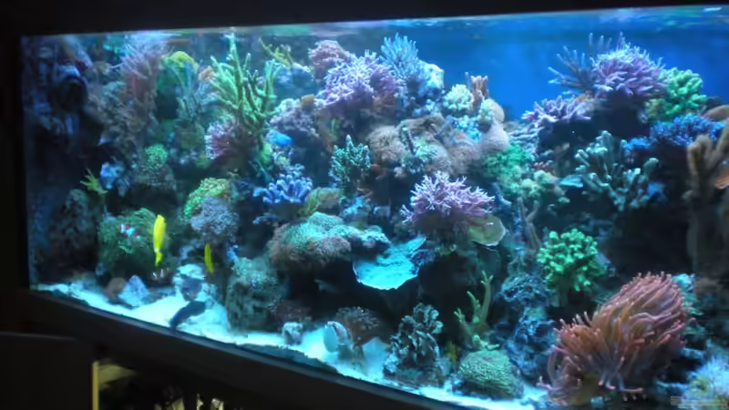 Aquarium Becken 18763 von Frank Haipeter (5)