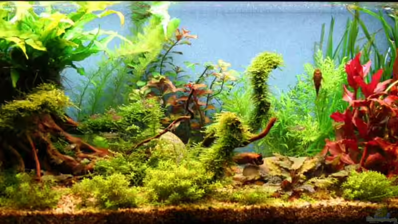 Aquarium Becken 18770 von Tom G. (2)