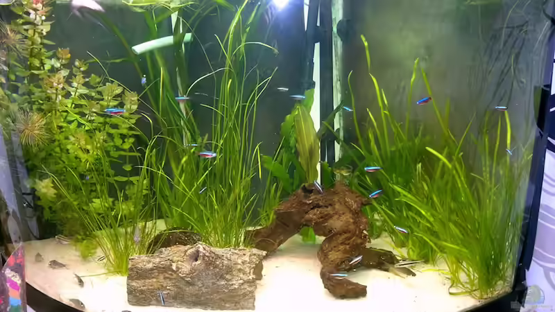 Aquarium Becken 18775 von Norbert (2)