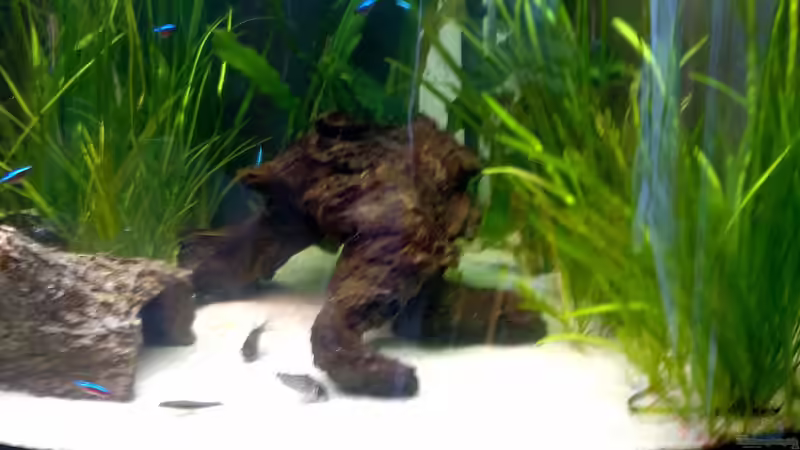 Aquarium Becken 18775 von Norbert (3)