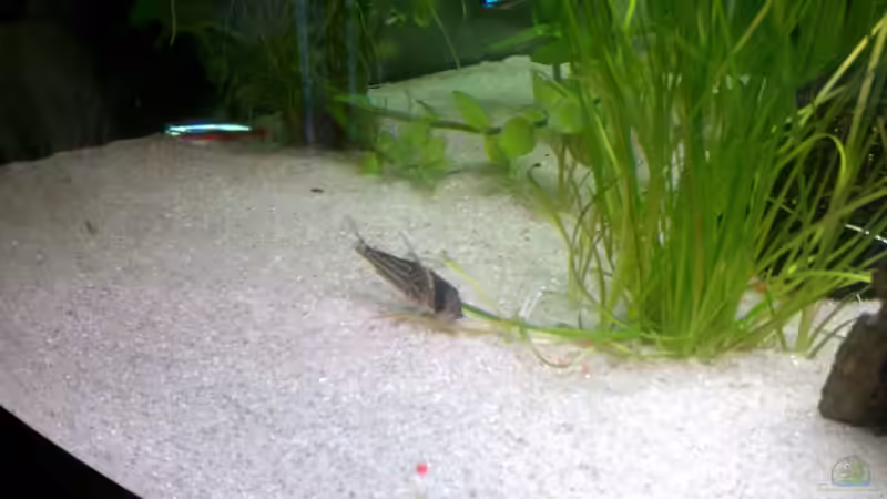 Aquarium Becken 18775 von Norbert (4)