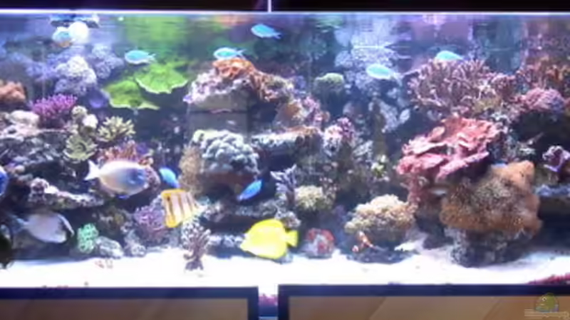 Aquarium Becken 18803 von Sven Demand (2)