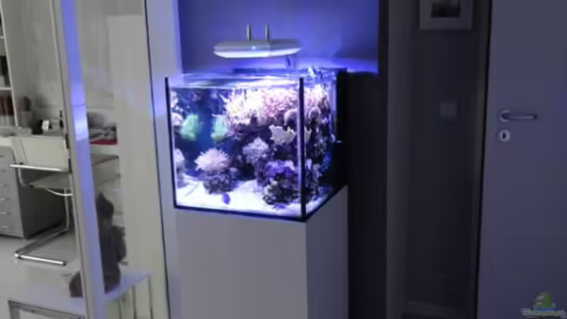 Aquarium Becken 18875 von AquaTropica CGN (2)