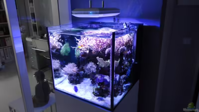 Aquarium Becken 18875 von AquaTropica CGN (3)